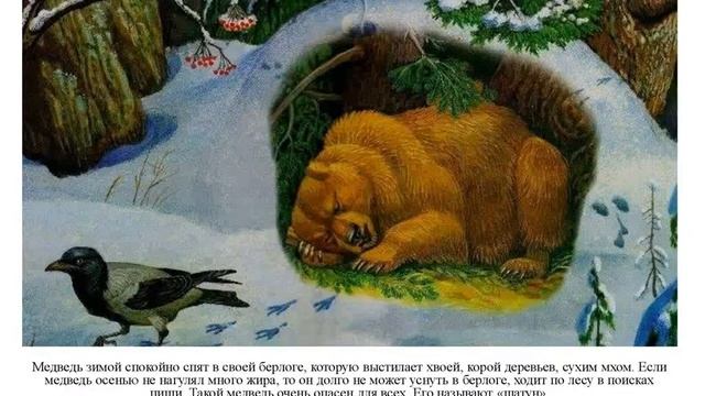 «Как зимуют дикие звери» смотреть онлайн