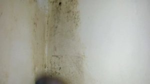 Как избавиться от плесени на стенах.