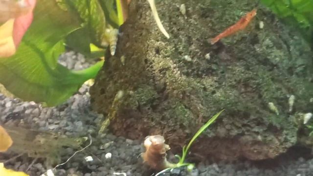 Релакс с креветочником/Креветки вишни и амано в аквариуме 30 л/Cherry and Amano shrimp in my tank/ смотреть онлайн