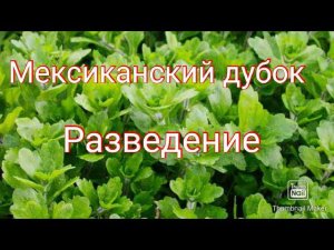 Мексиканский дубок. Разведение.