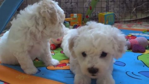 Funny dog Videos-Mirashow/Бишон фризе!!! Приятно познакомиться!!!