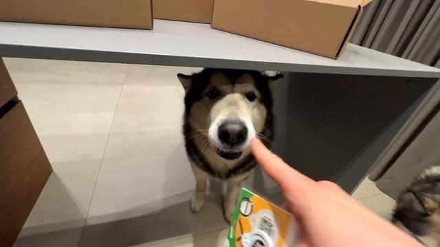 ХАСКИ НАШЕЛ ЩЕНКА НА УЛИЦЕ смотреть онлайн