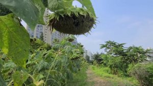 Henry Mancini - Love Theme from "Sunflower(I Girasoli)" OST (1970)/ 소비아 로렌 해바라기 영화음악