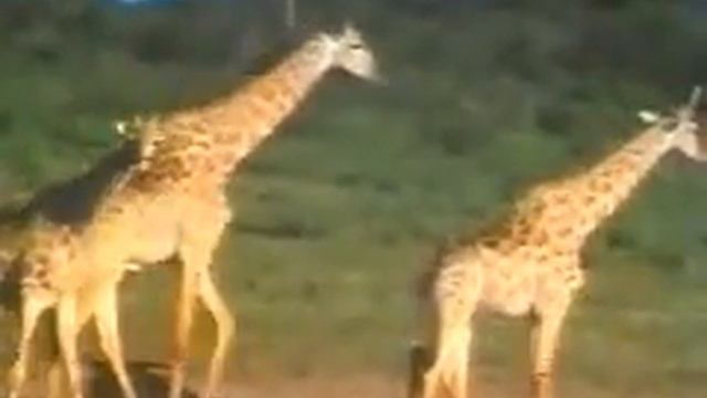 The Zambezi River Basin Wildlife смотреть онлайн