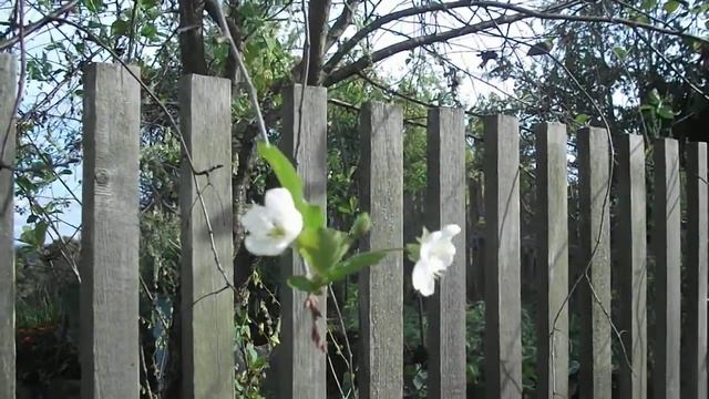 ШОК!!! вишня зацвела в сентябре! смотреть онлайн