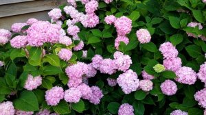 Гортензия крупнолистная (лат. Hydrangea macrophylla) Saxon Meissen