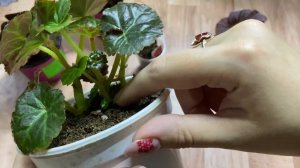 Укоренение бегоний. Бегония растет в один ствол