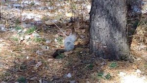 Карагайский бор. Белка. Апрель 2017 г.