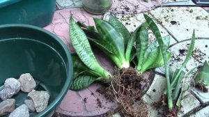 САНСЕВИЕРИИ  ОБЪЕДИНЯЮ В ОДНО КАШПО!