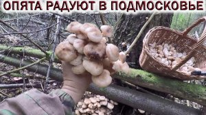 ❗ОСЕННИЕ ОПЯТА РАДУЮТ В ЛЕСАХ ПОДМОСКОВЬЯ.?КОРЗИНА ГРИБОВ В ЛЁГКУЮ!?Грибы 2022