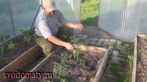 Подвязывание томатов в теплице