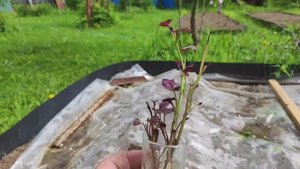 Батат. А нужно ли заниматься ??? Выращивание бабата на севере подмосковья…