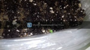 примула из семян, первая пикировка