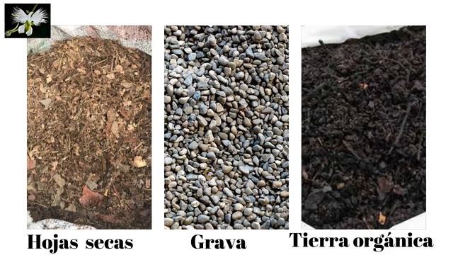 Cordyline FRUTICOSA una planta de exterior, Mi diario de Jardin смотреть онлайн