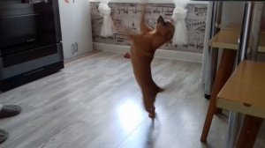 СОБАКА ХОДИТ НА ДВУХ ЛАПАХ | DOG WALKING ON TWO LEGS