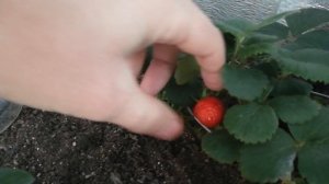 Начинаем собирать урожай клубники у себя в квартире зимой!