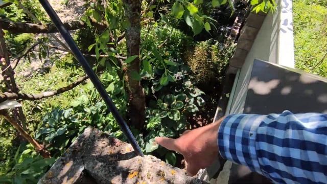 омолаживающая летняя обрезка вишни часть 2 смотреть онлайн