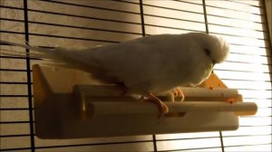 Выставочный волнистый попугай "ЧЕХ"  (современного типа)