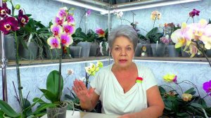 Купила новые орхидеи  Инструкция по уходу после покупки.  Ответы на вопросы...