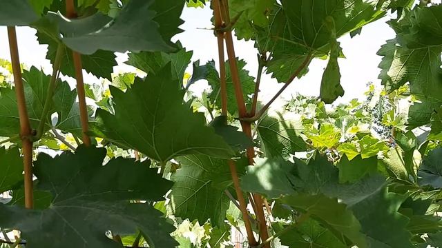 Виноград Молдова. 2020г. Видео каталог смотреть онлайн