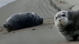 семейство морских зайцев, Обская губа, мыс Таран