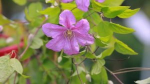 Клематис Комтесс де Бушо/Clematis Comtesse de Bouchaud. Арт.5063