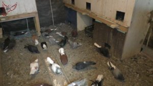 Об оспе голубей.