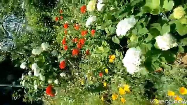 Лихнис халцедонский и гортензия древовидная, сочетание алого и белого цвета в саду!!! смотреть онлайн