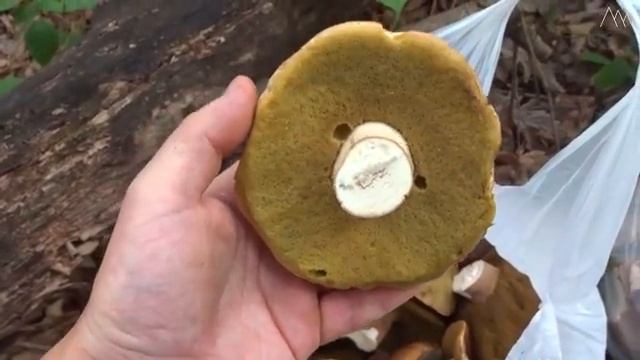 ГРИБНОЙ СЕЗОН! Какие сюрпризы ожидают грибника? Белые, опята, подберезовики, подосиновики