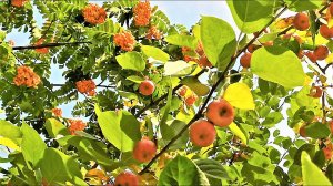 APPLES,APPLE  trees, ЯБЛОКИ,ЯБЛОНИ ПЛОДЫ ,ЯБЛОНИ ВРЕМЯ ПЛОДЫ