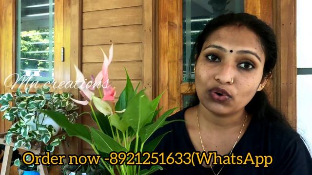  ആനതറയ പതയ കളർ കമപAnthurium Plants Combo Sale