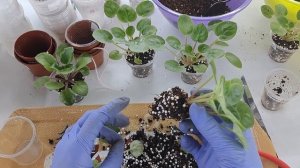 Диатомит- как разрыхлитель грунта. Как подкармливать удобрением детки фиалок.