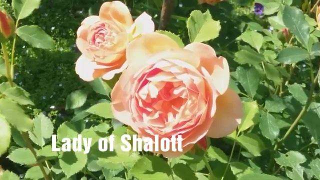 Розы:Принцесса Александра Кентская,Цептерд айзл, Анжела, Lady of Shalott, Дездемона. смотреть онлайн