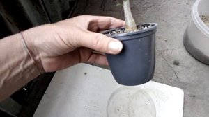 Адениум, заглублять или нет?