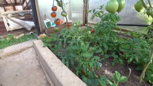 Томат Монгольский карлик