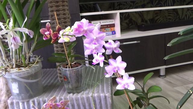 Чёрные морковочки и ванды в коре смотреть онлайн