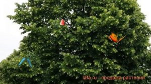 Липа крупнолистная (tilia platyphyllos) ? крупнолистная липа обзор: как сажать, саженцы липы