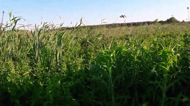 Поиск родника в селе Мечётка Воронежской области смотреть онлайн