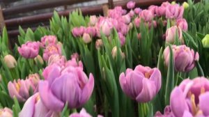 Выгонка тюльпанов на 8 Марта в теплице