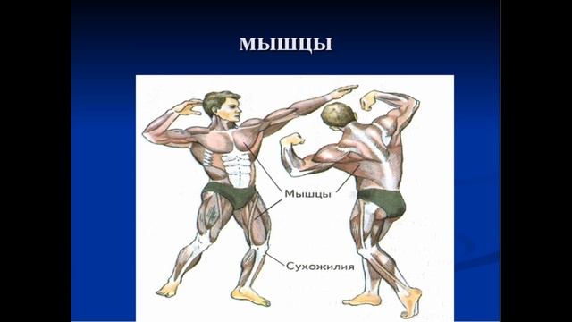 Что такое физическая культура