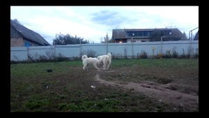 Пиренейская горная собака