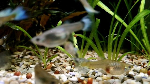 СЕКРЕТЫ ВЫРАЩИВАНИЯ ВАЛЛИСНЕРИИ смотреть онлайн