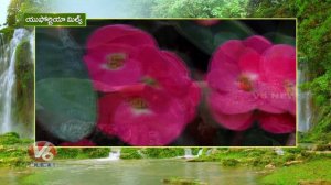 Crown of Thorns, Euphorbia Milii | Inti Mokkalu | V6 Telugu News