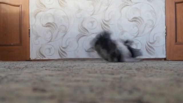 Percy laf dog/мы возвращаемся ❤ смотреть онлайн