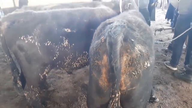 VOBKENT MOL BOZOR BOZOR NARXLARI TUSHDIMI BUXORO