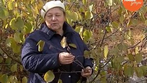 Надежда Черненко советует, как разводить фундук на Южном Урале