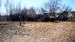 ПЕРВЫЙ РАЗ ОДЕЛИ СЕДЛО. Готовим молодую лошадь к заездке.