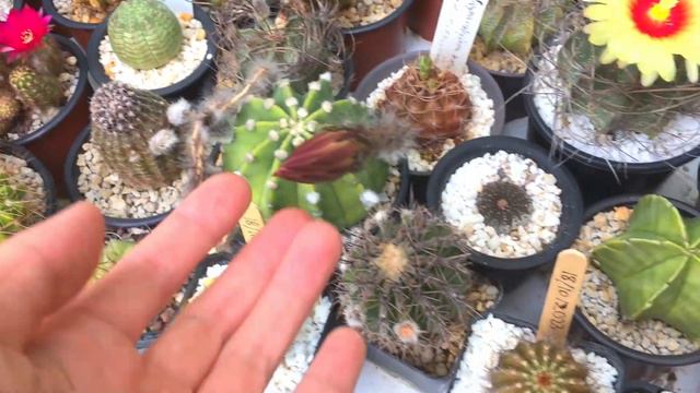 Echinopsis subdenudata From Buds to Bloom 2023
