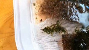 Речной мох в аквариуме. Эксперимент. Часть 2