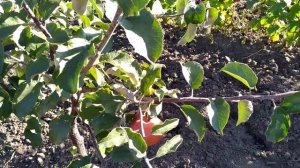 яблуня "Джонаголд Декоста"